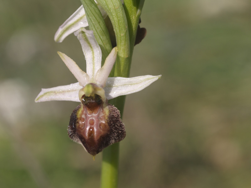 ophrys exaltata var matheolana